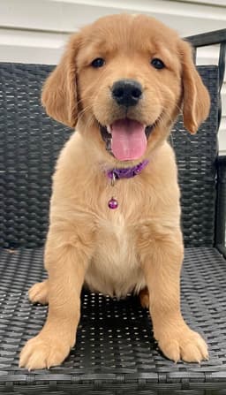 Golden Retriever Puppies thumbnail 29