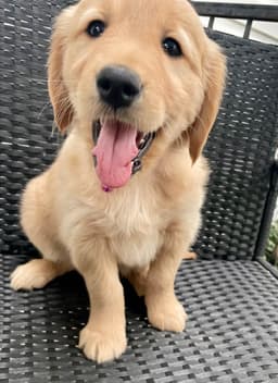 Golden Retriever Puppies thumbnail 30