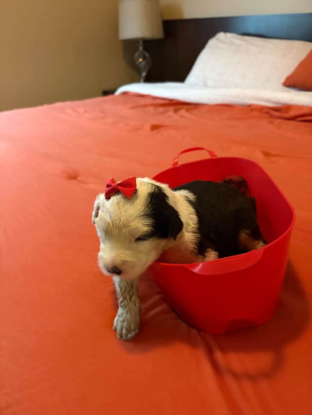 Old English Sheepdog Puppies media 2