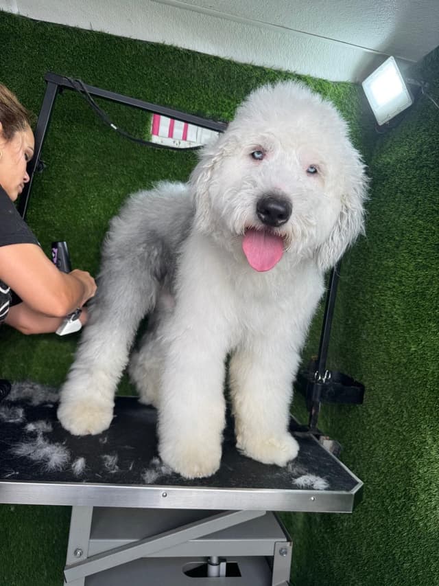 Old English Sheepdog Puppies media 3
