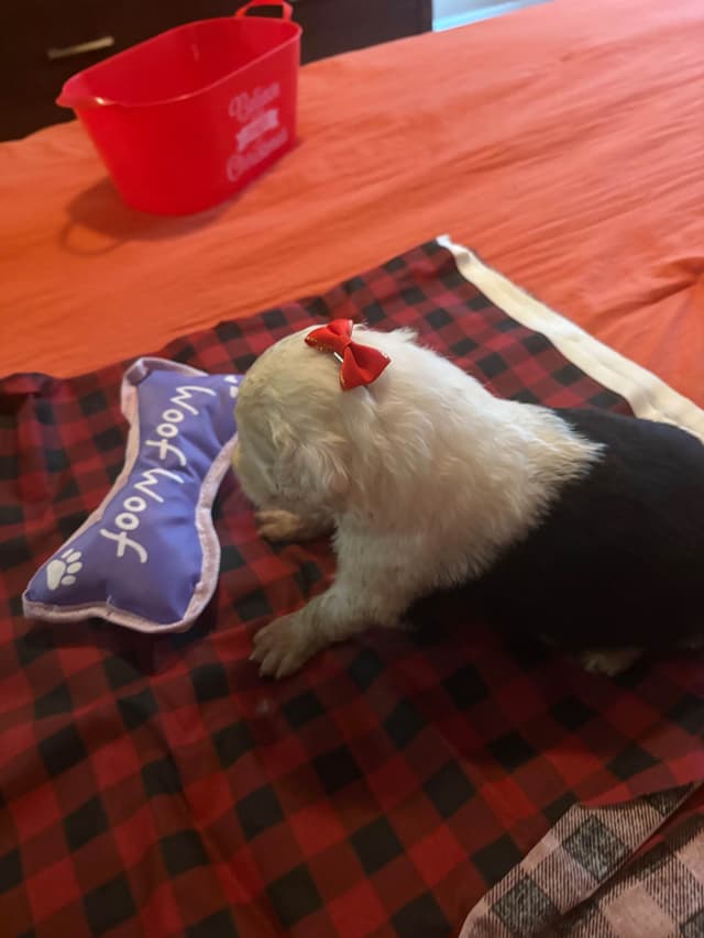 Old English Sheepdog Puppies media 4