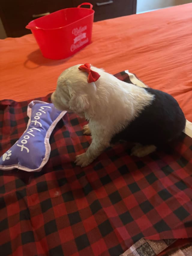 Old English Sheepdog Puppies media 5
