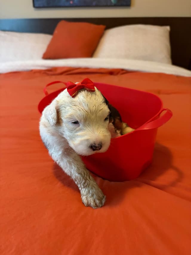 Old English Sheepdog Puppies media 6