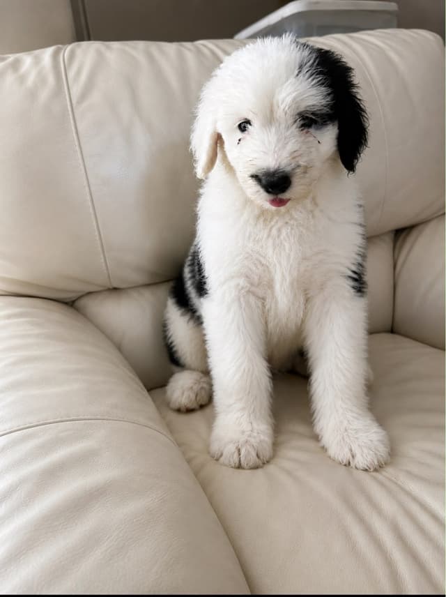 Old English Sheepdog Puppies media 7