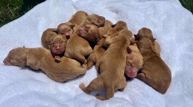 Dark Golden Retriever Puppies | Health Tested Parents media 2