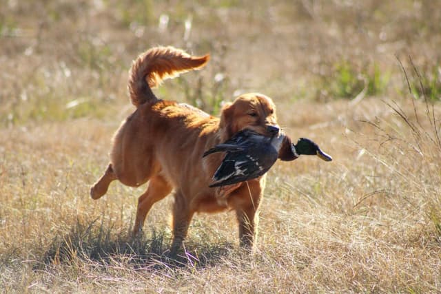 Dark Golden Retriever Puppies | Health Tested Parents media 5