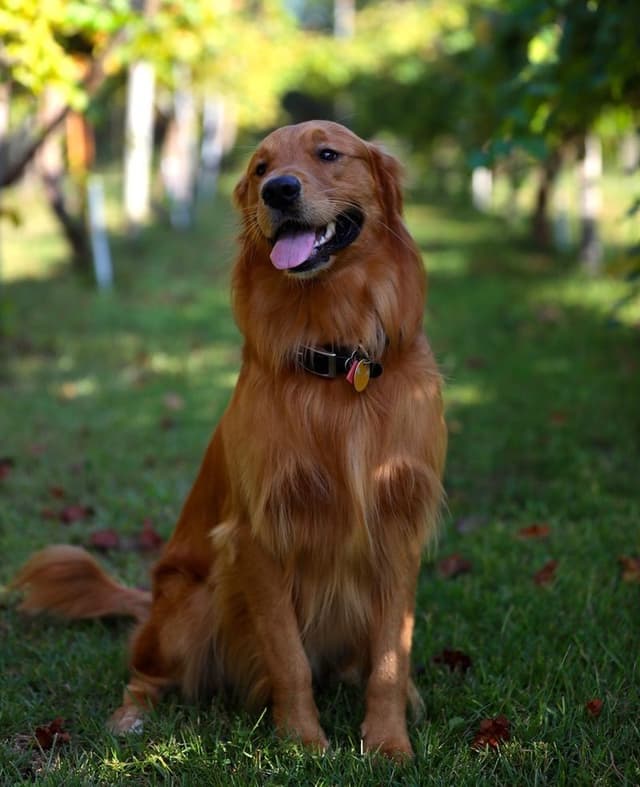 Dark Golden Retriever Puppies | Health Tested Parents media 6