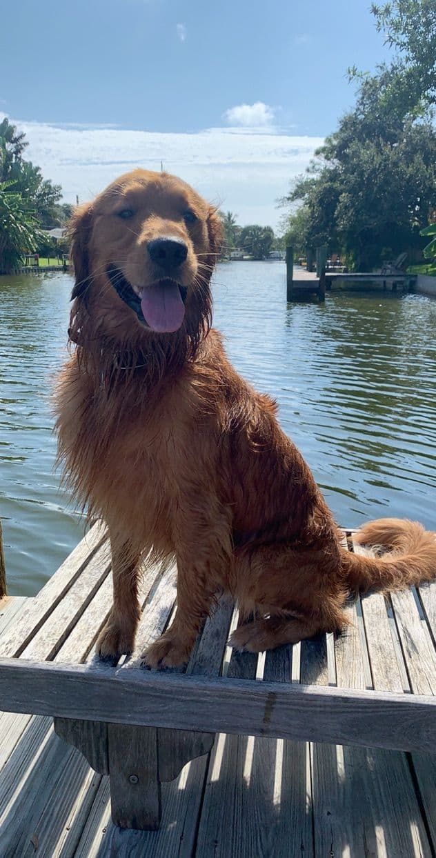 Dark Golden Retriever Puppies | Health Tested Parents media 7