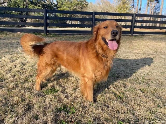 Dark Golden Retriever Puppies | Health Tested Parents media 8