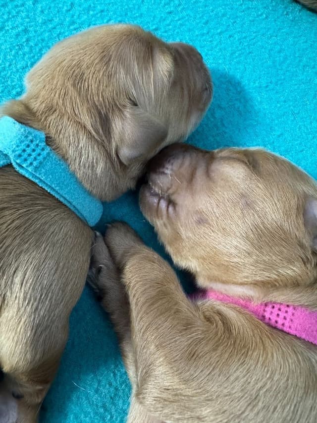 Dark Golden Retriever Puppies | Health Tested Parents media 9