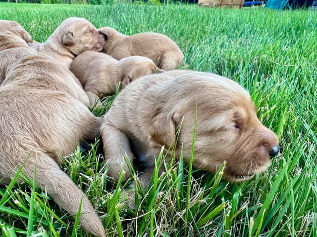 Dark Golden Retriever Puppies | Health Tested Parents media 10