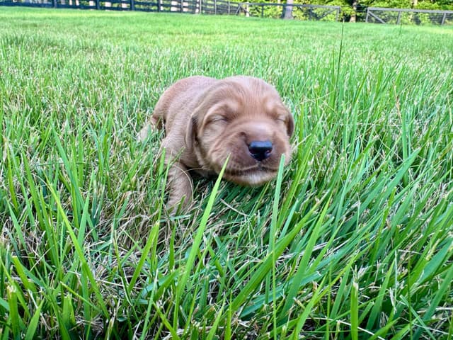Dark Golden Retriever Puppies | Health Tested Parents media 11