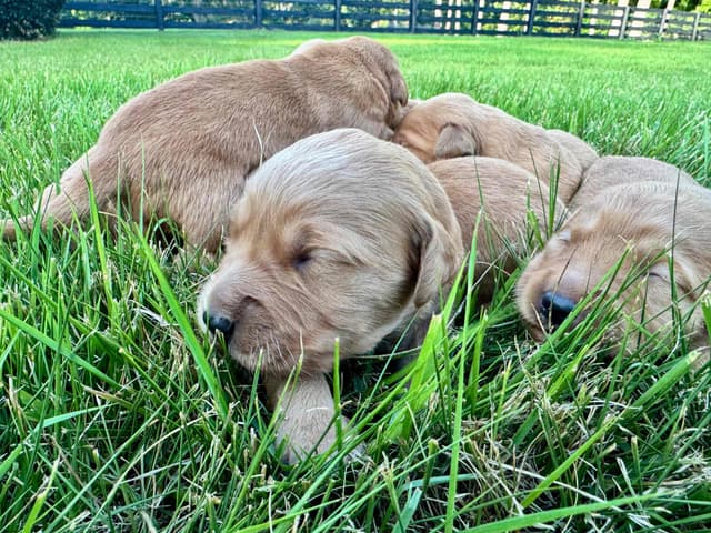 Dark Golden Retriever Puppies | Health Tested Parents media 12