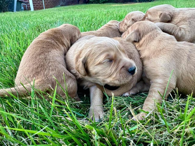 Dark Golden Retriever Puppies | Health Tested Parents media 13