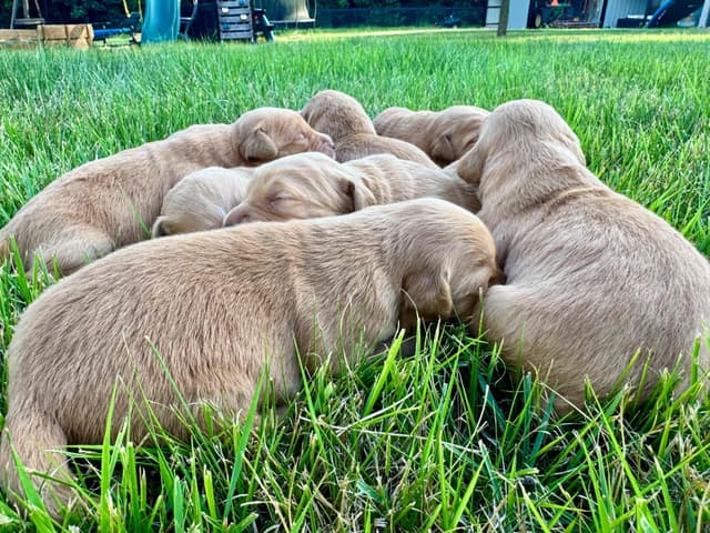 Dark Golden Retriever Puppies | Health Tested Parents media 14