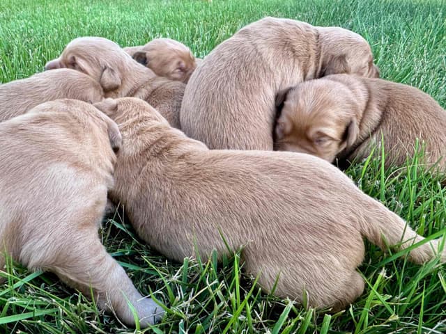 Dark Golden Retriever Puppies | Health Tested Parents media 15