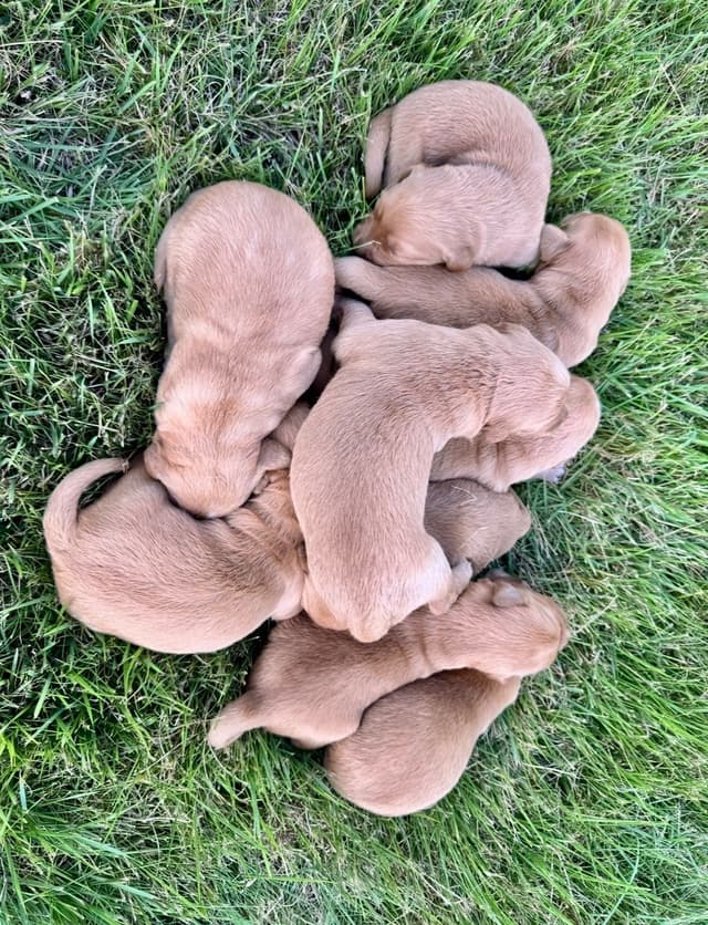 Dark Golden Retriever Puppies | Health Tested Parents media 16