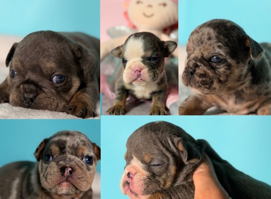 Bulldog Puppies breeder image 1
