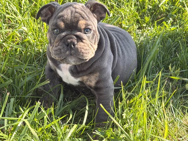 Bulldog Puppies media 2