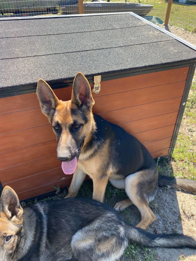 German Shepherd Puppies media 3