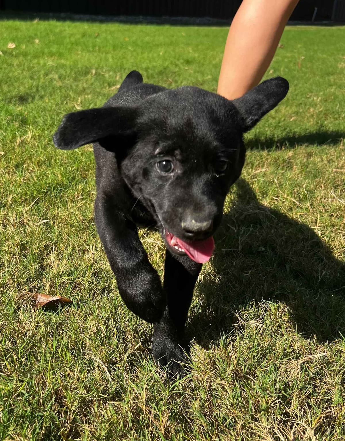 Labrador Retriever Puppies breeder image 3