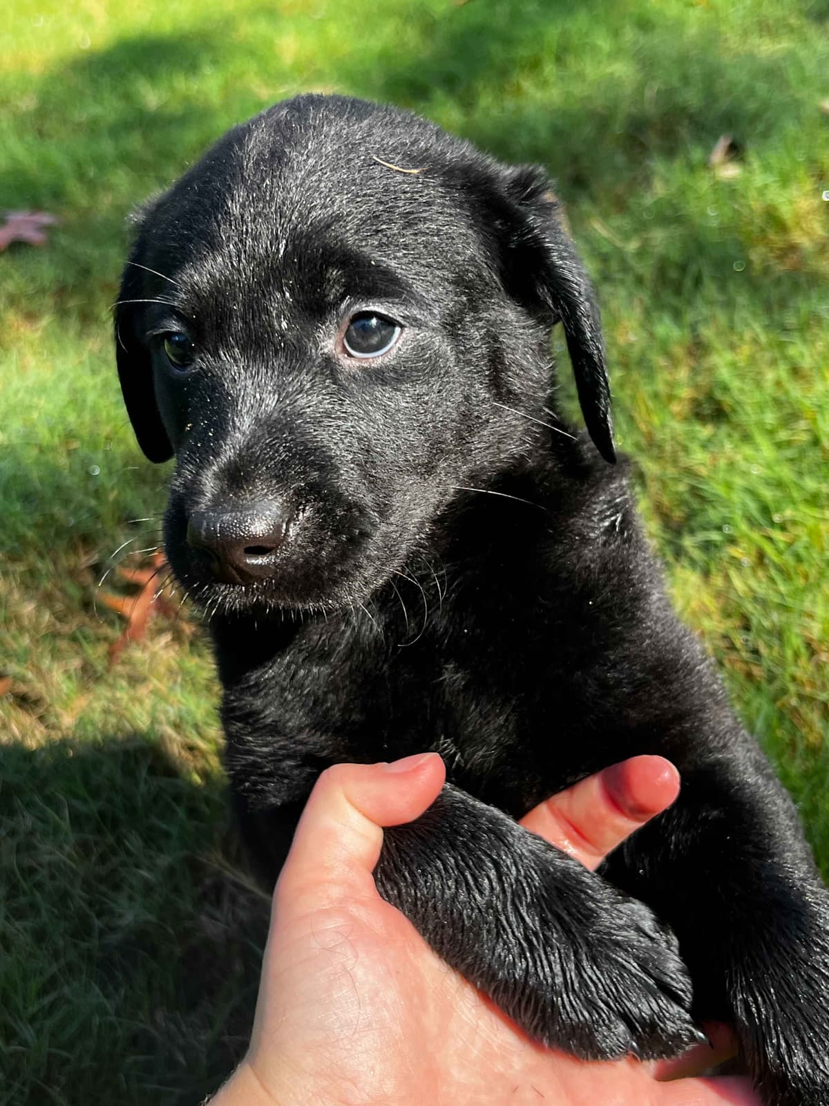 Labrador Retriever Puppies breeder image 5