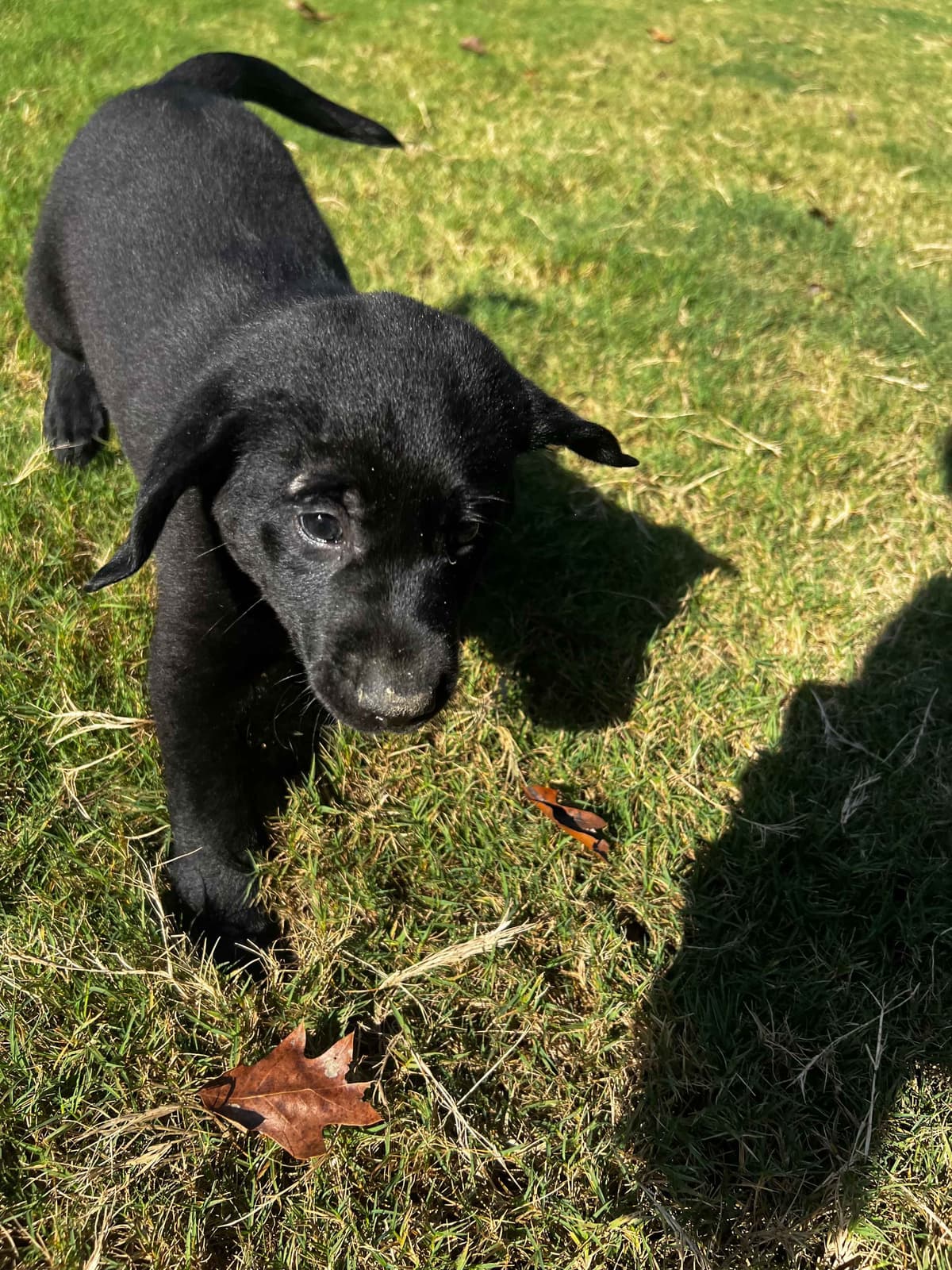 Labrador Retriever Puppies breeder image 6