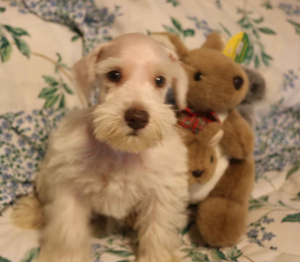 Miniature Schnauzer Puppies breeder image 1