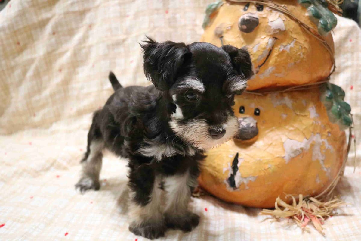 Miniature Schnauzer Puppies breeder image 4