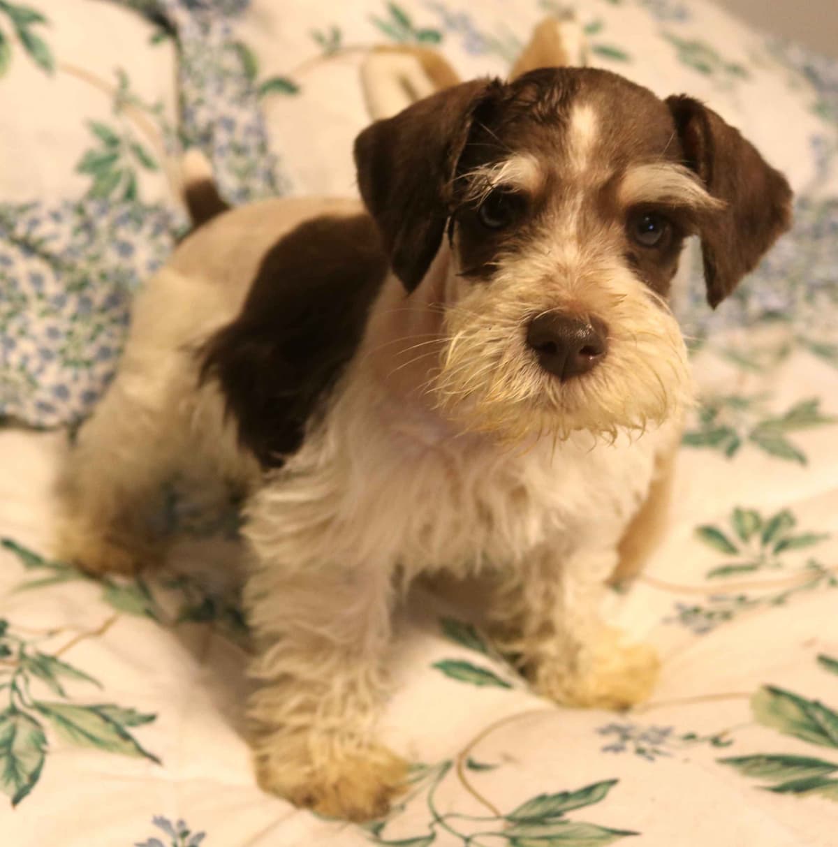 Miniature Schnauzer Puppies breeder image 3