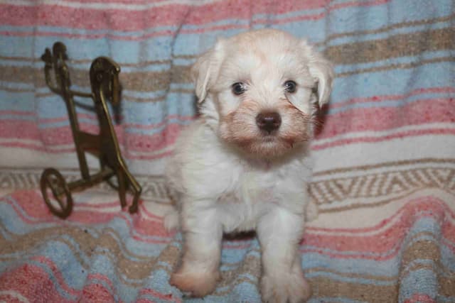 Miniature Schnauzer Puppies media 2