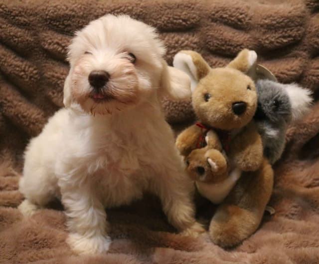 Miniature Schnauzer Puppies media 3