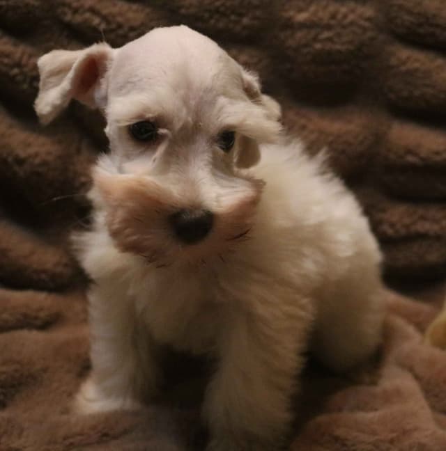 Miniature Schnauzer Puppies media 4