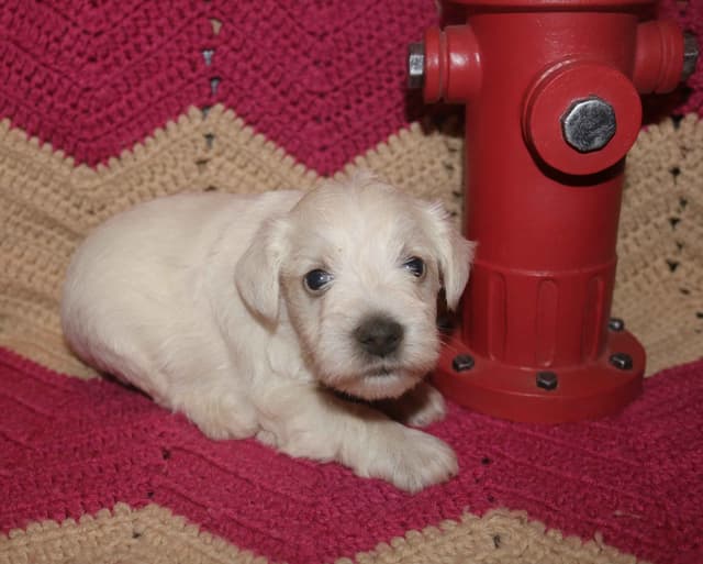 Miniature Schnauzer Puppies media 6