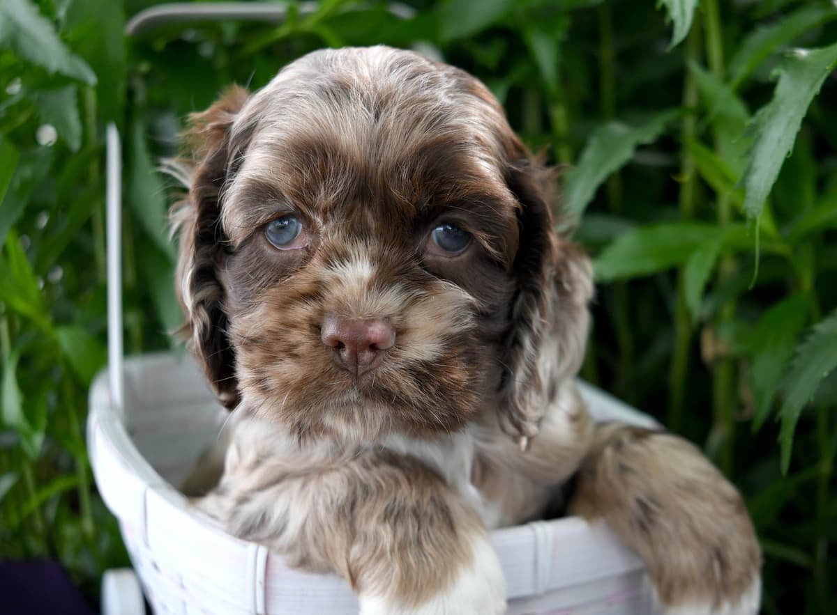 Cocker Spaniel Puppies breeder image 4