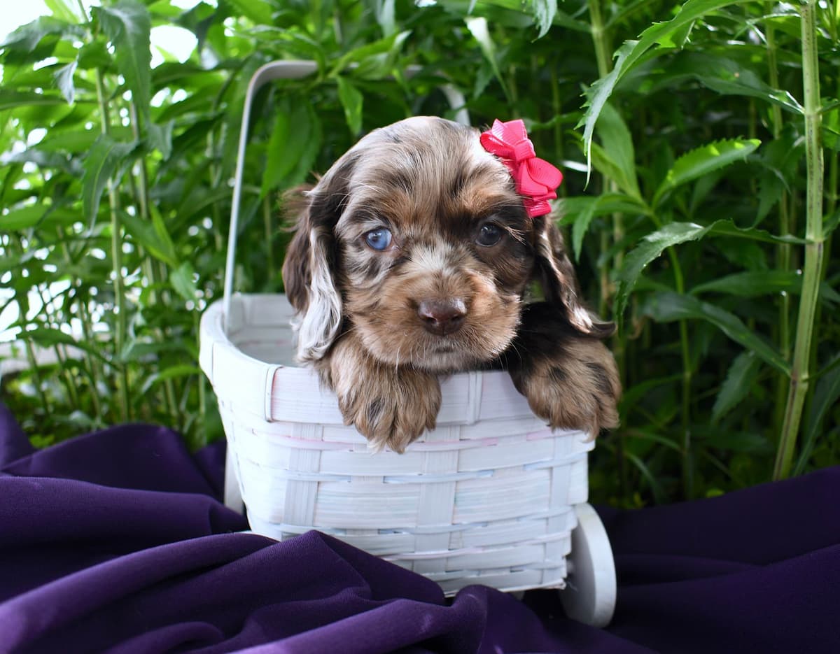 Cocker Spaniel Puppies breeder image 5