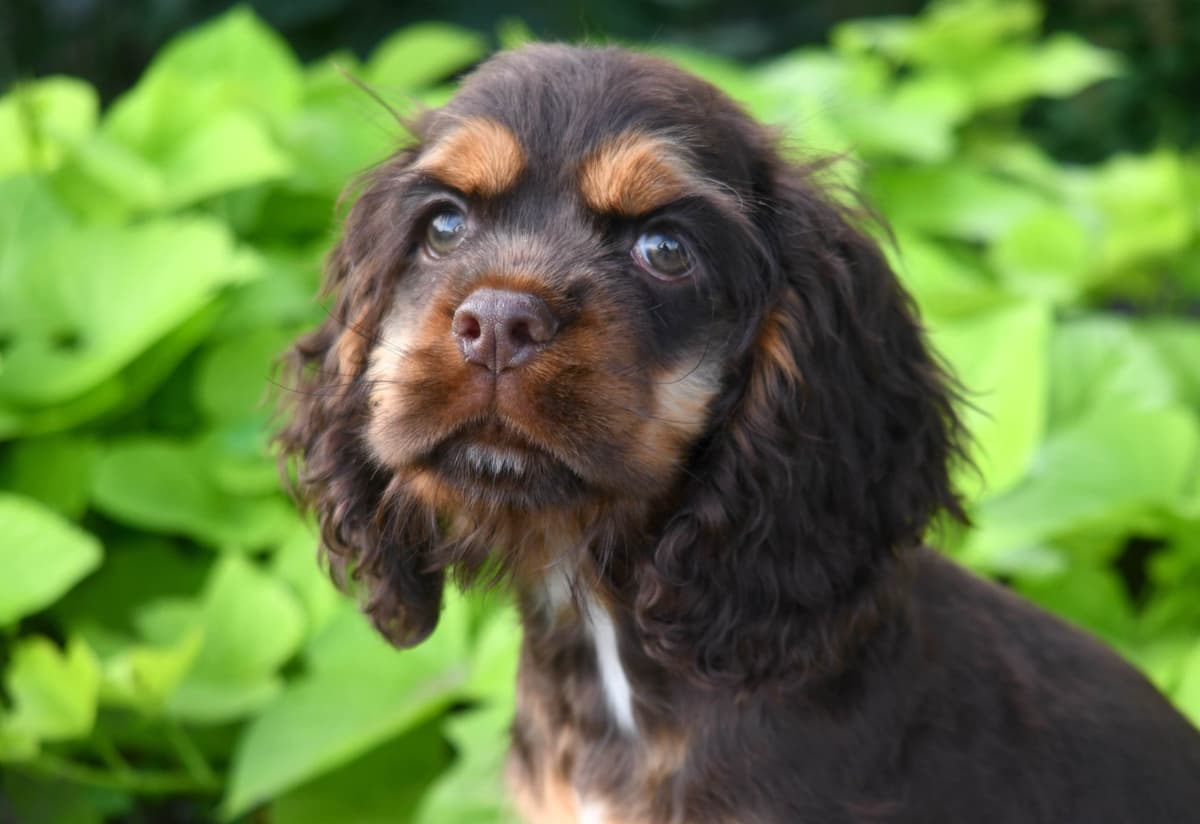 Cocker Spaniel Puppies breeder image 2
