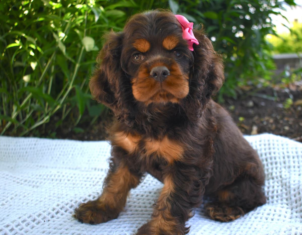 Cocker Spaniel Puppies breeder image 18