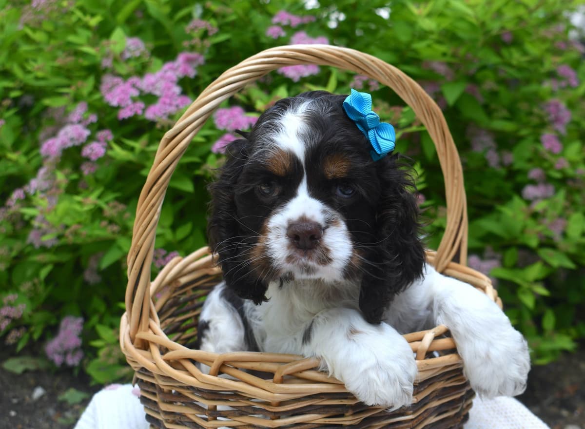 Cocker Spaniel Puppies breeder image 6