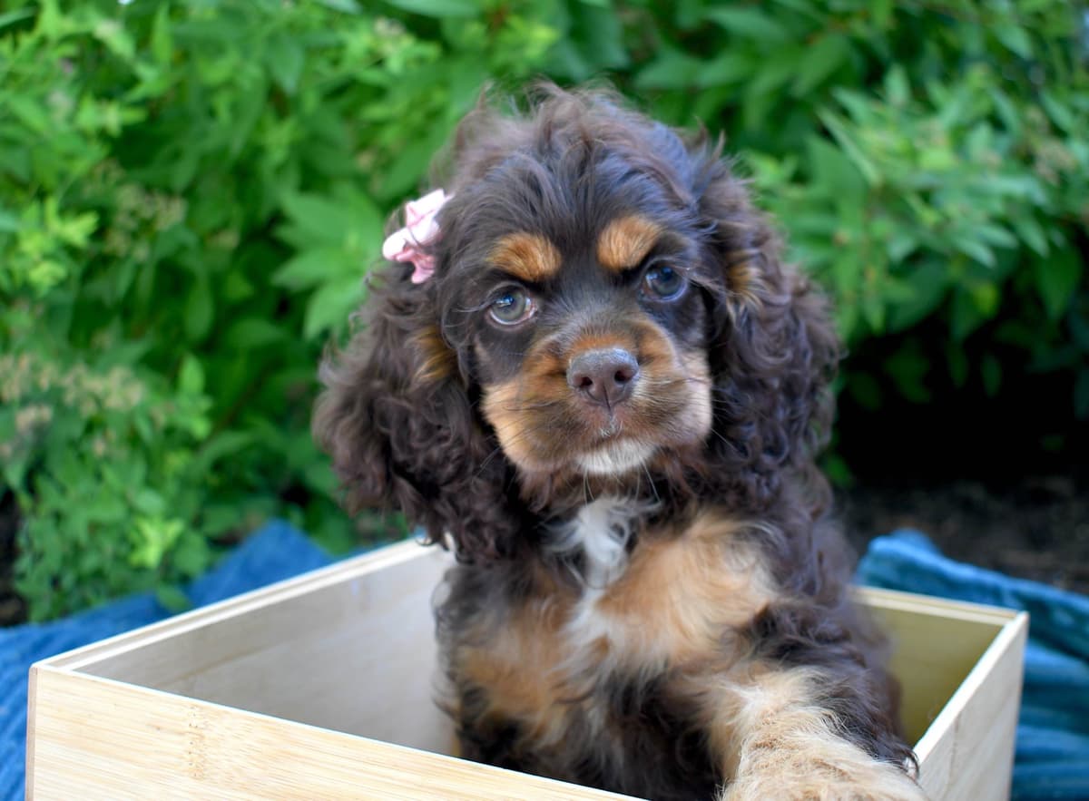 Cocker Spaniel Puppies breeder image 7