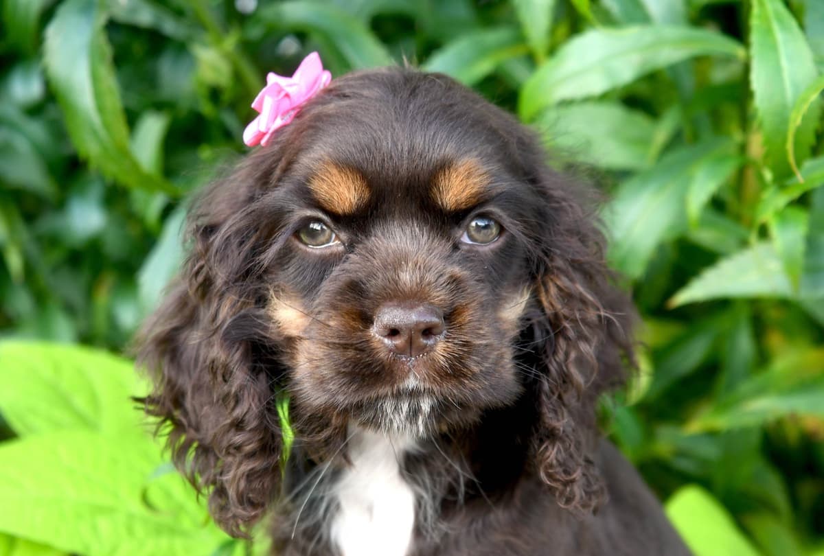 Cocker Spaniel Puppies breeder image 1