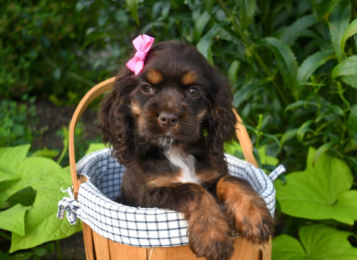Cocker Spaniel Puppies breeder image 8