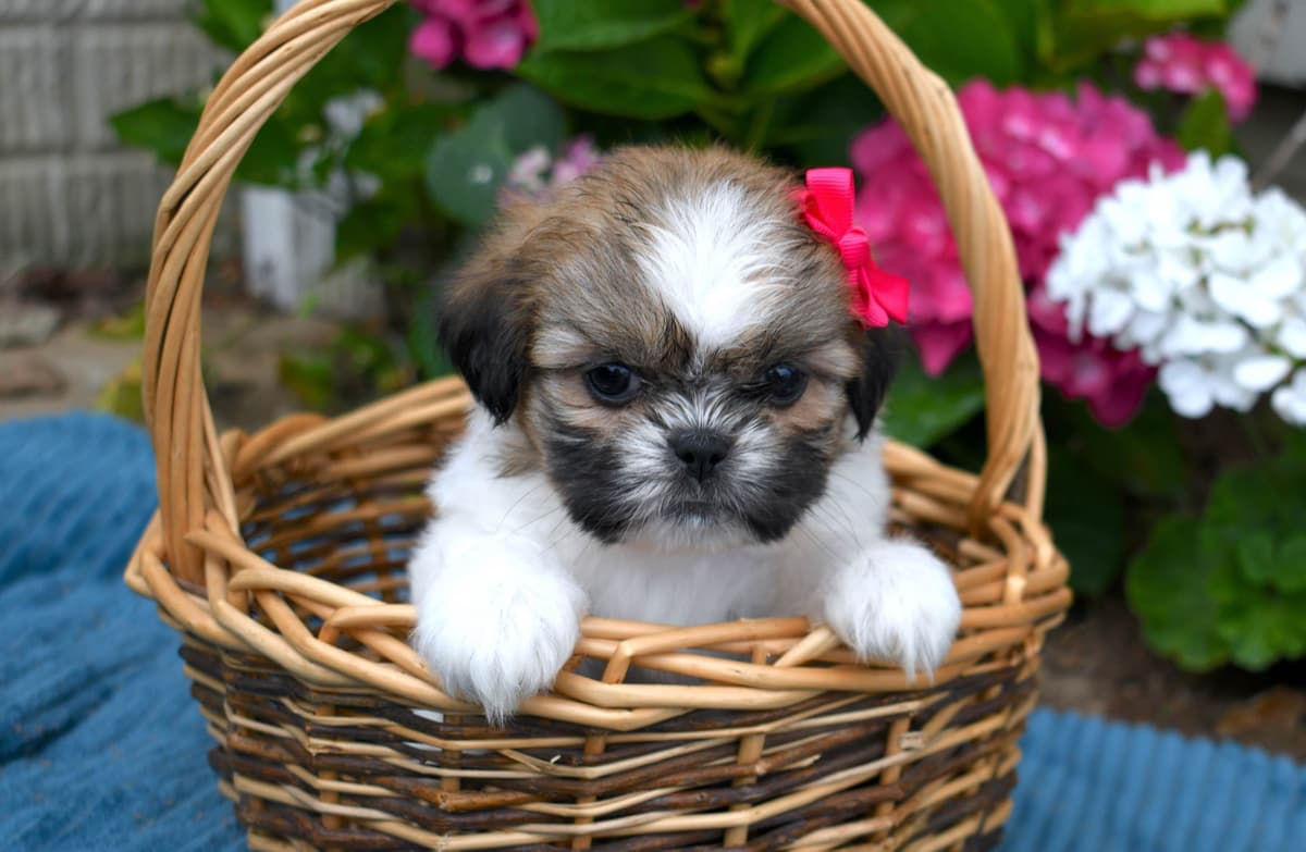 Cocker Spaniel Puppies breeder image 9