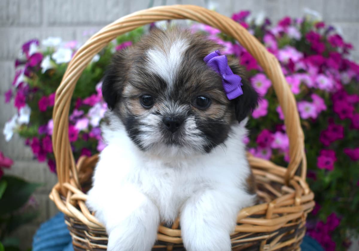 Cocker Spaniel Puppies breeder image 10