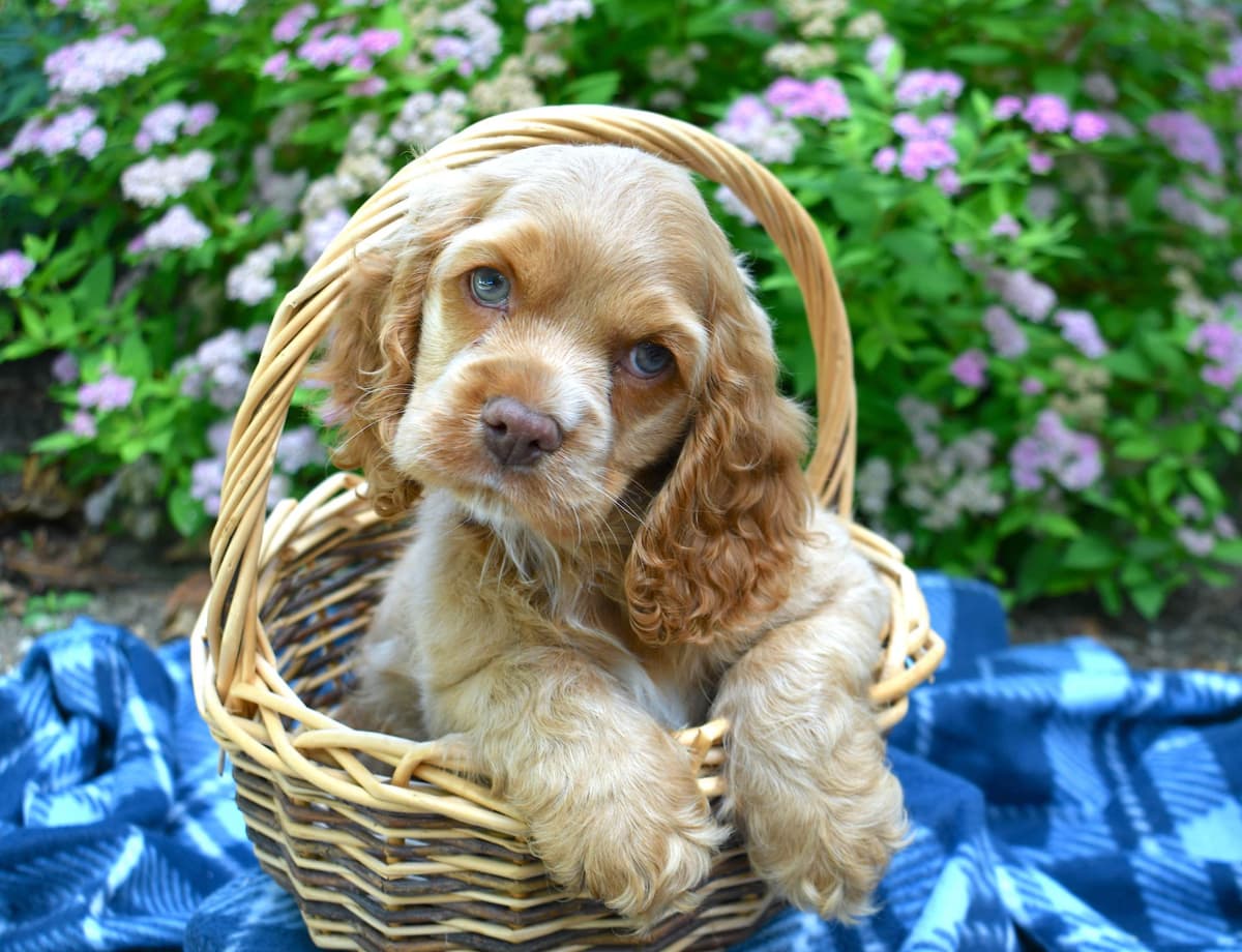 Cocker Spaniel Puppies breeder image 12