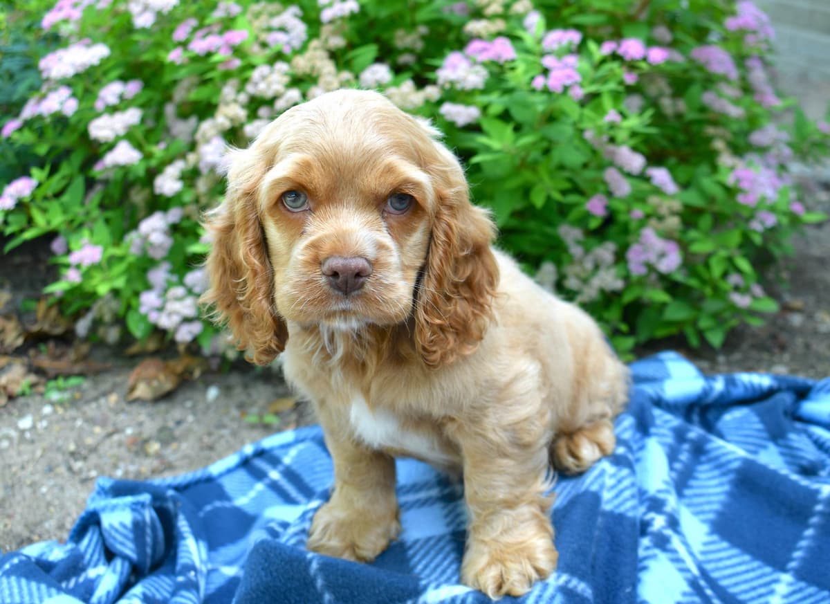 Cocker Spaniel Puppies breeder image 11