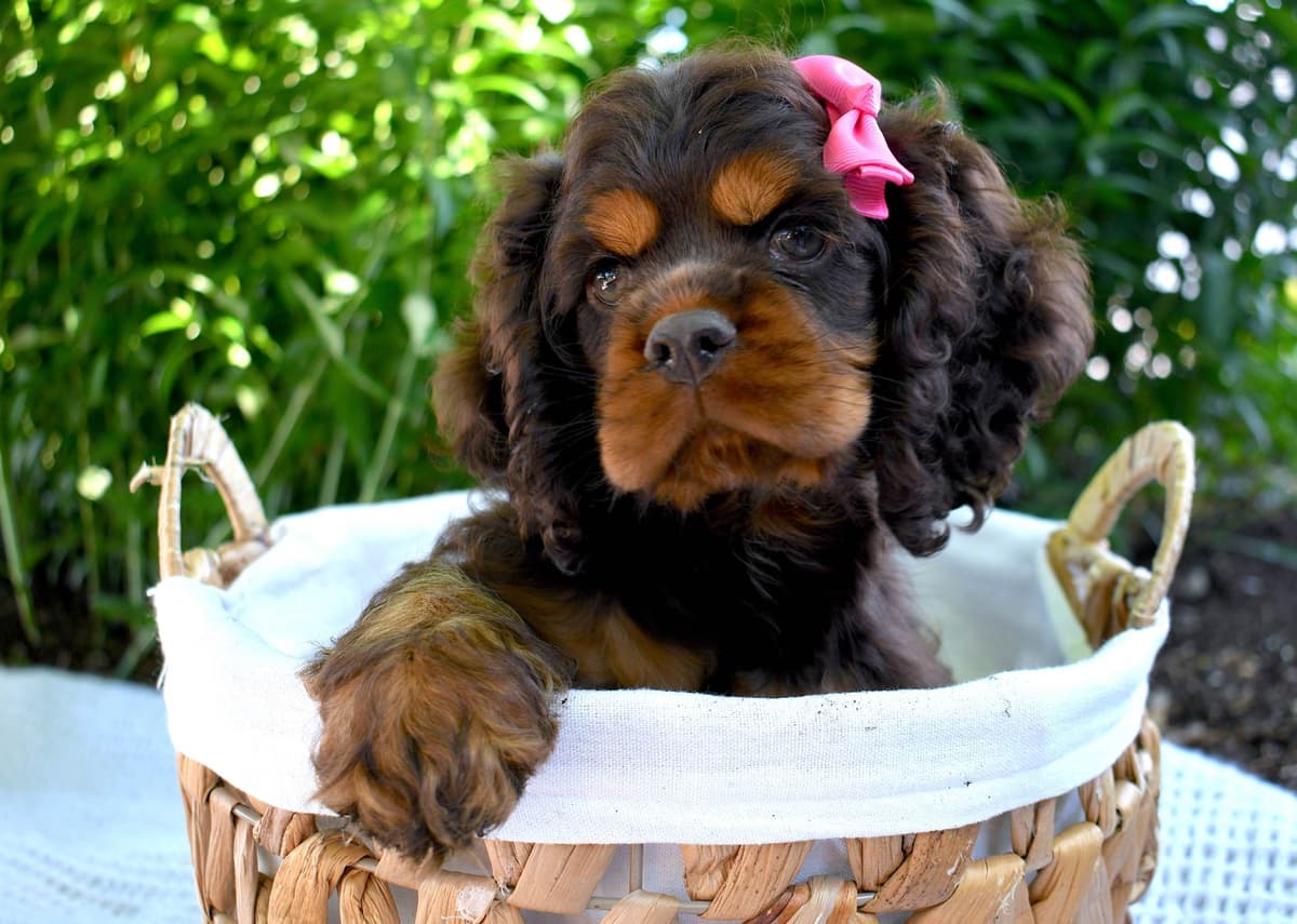 Cocker Spaniel Puppies breeder image 13