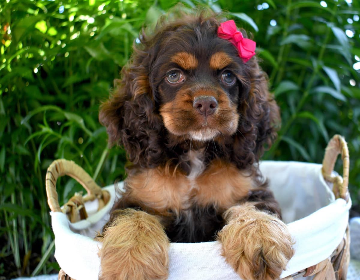 Cocker Spaniel Puppies breeder image 14
