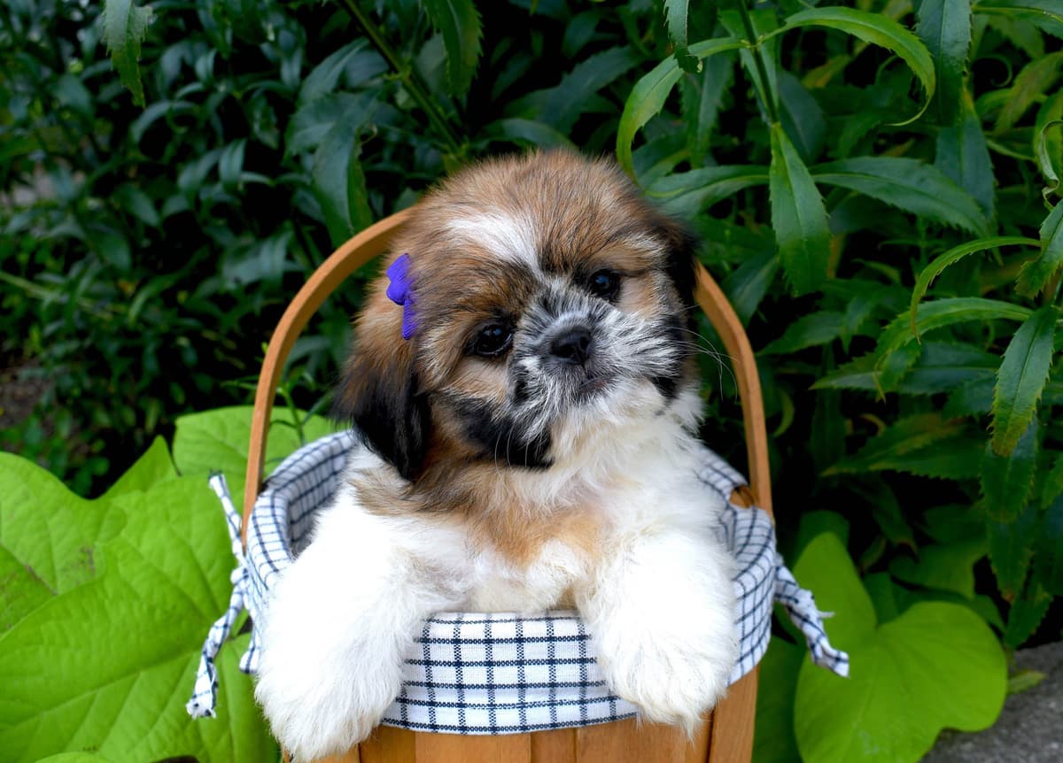 Cocker Spaniel Puppies breeder image 15