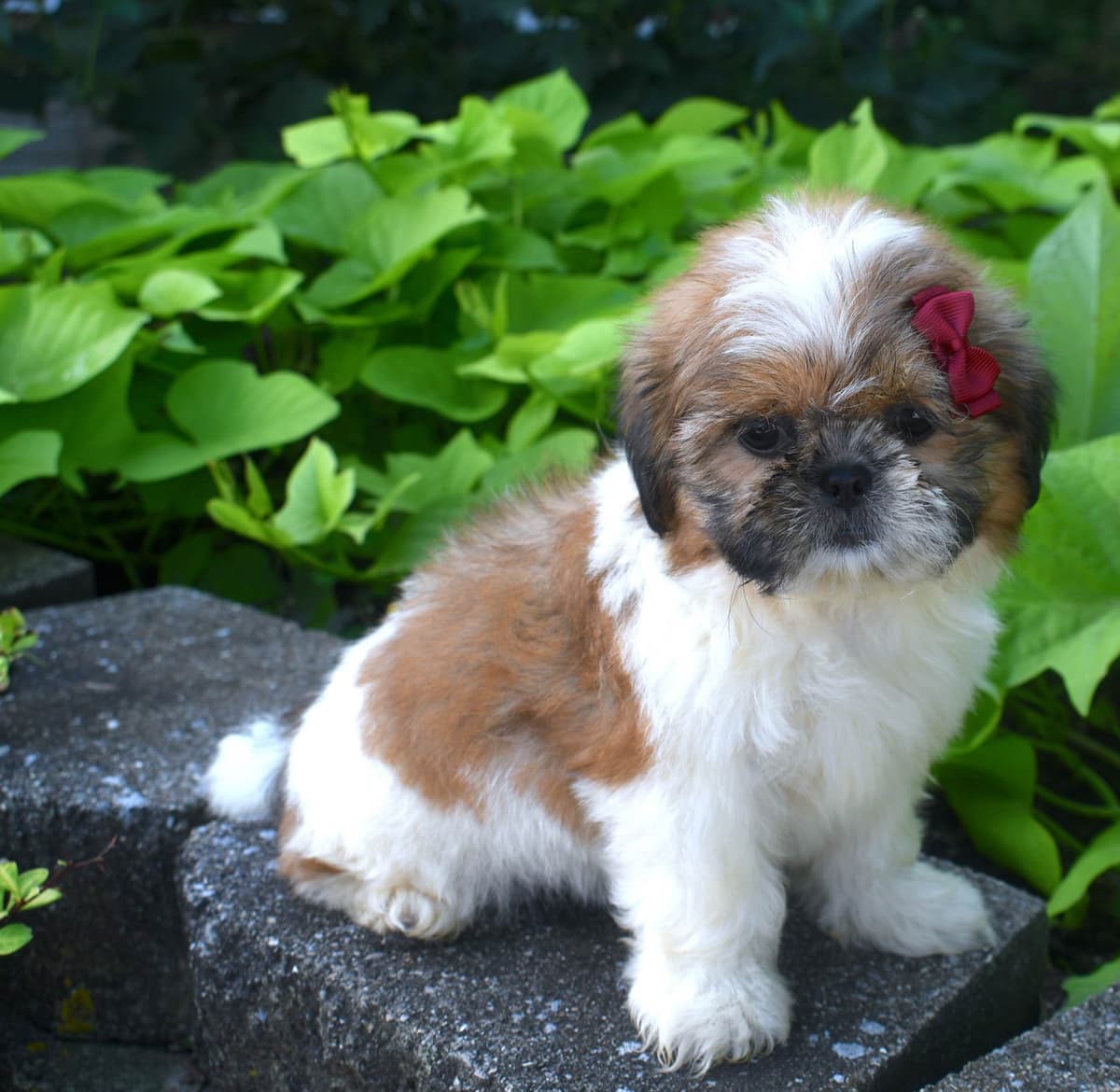 Cocker Spaniel Puppies breeder image 16